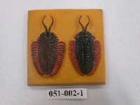 藏品(古節肢動物模型)的圖片